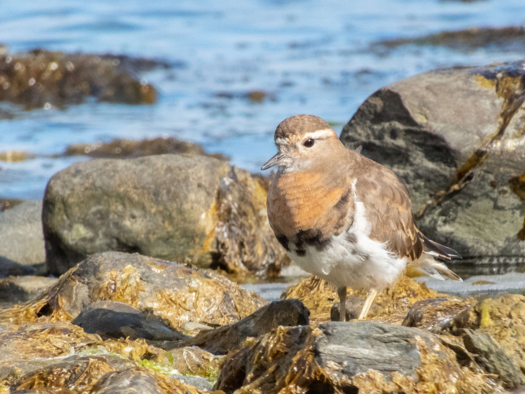 Image of Rufous-chested Dotterel