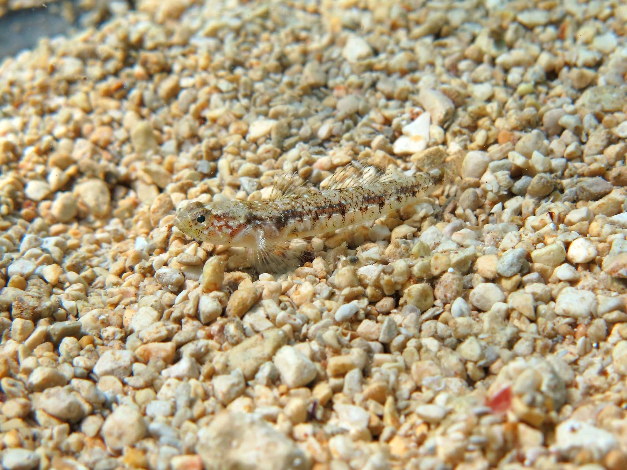 Image of Quagga Goby