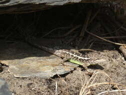 Image of Diploderma yulongense (Manthey, Denzer, Hou & Wang 2012)