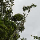 Image of Bactris setulosa H. Karst.
