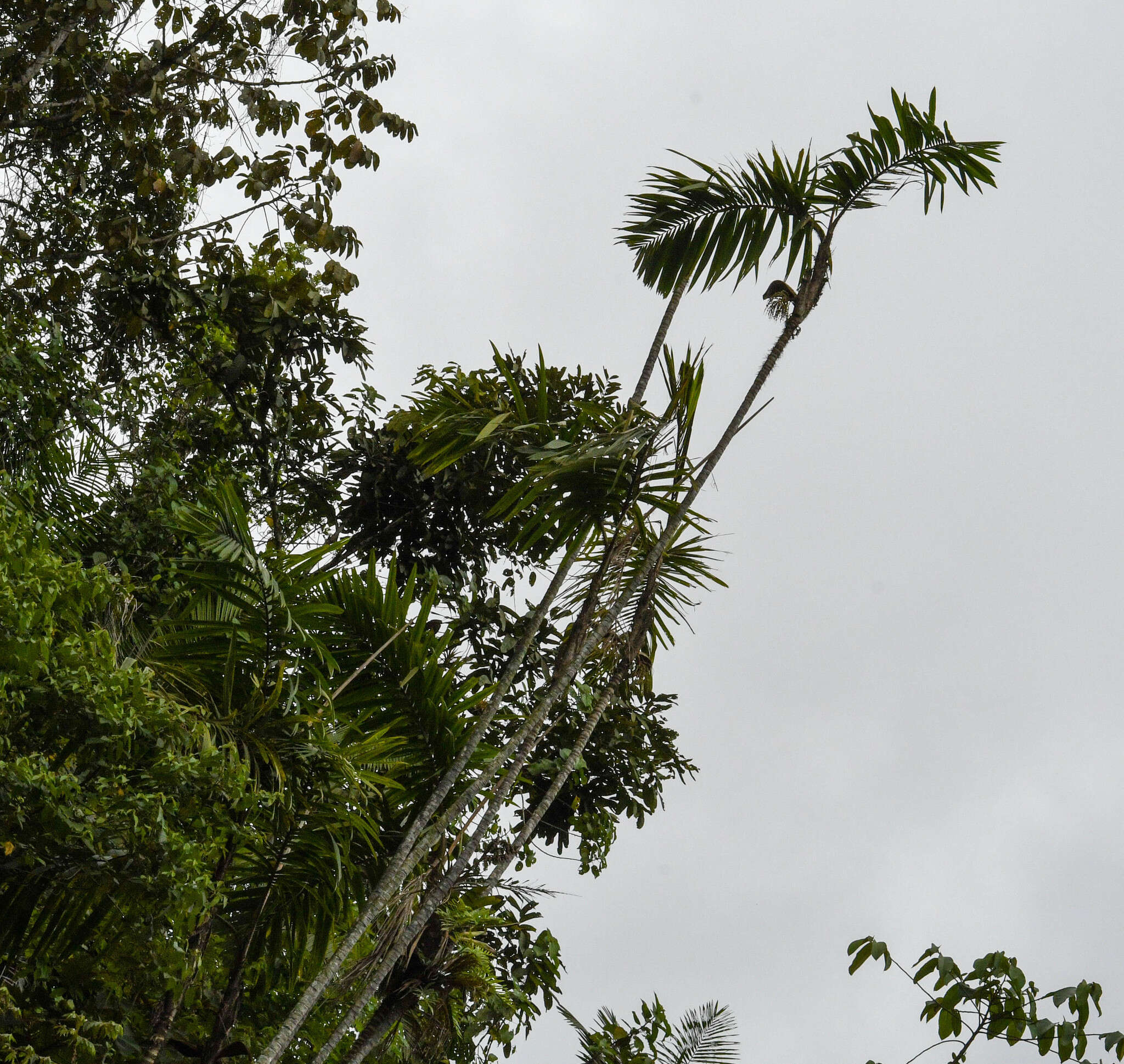 Image of Bactris setulosa H. Karst.