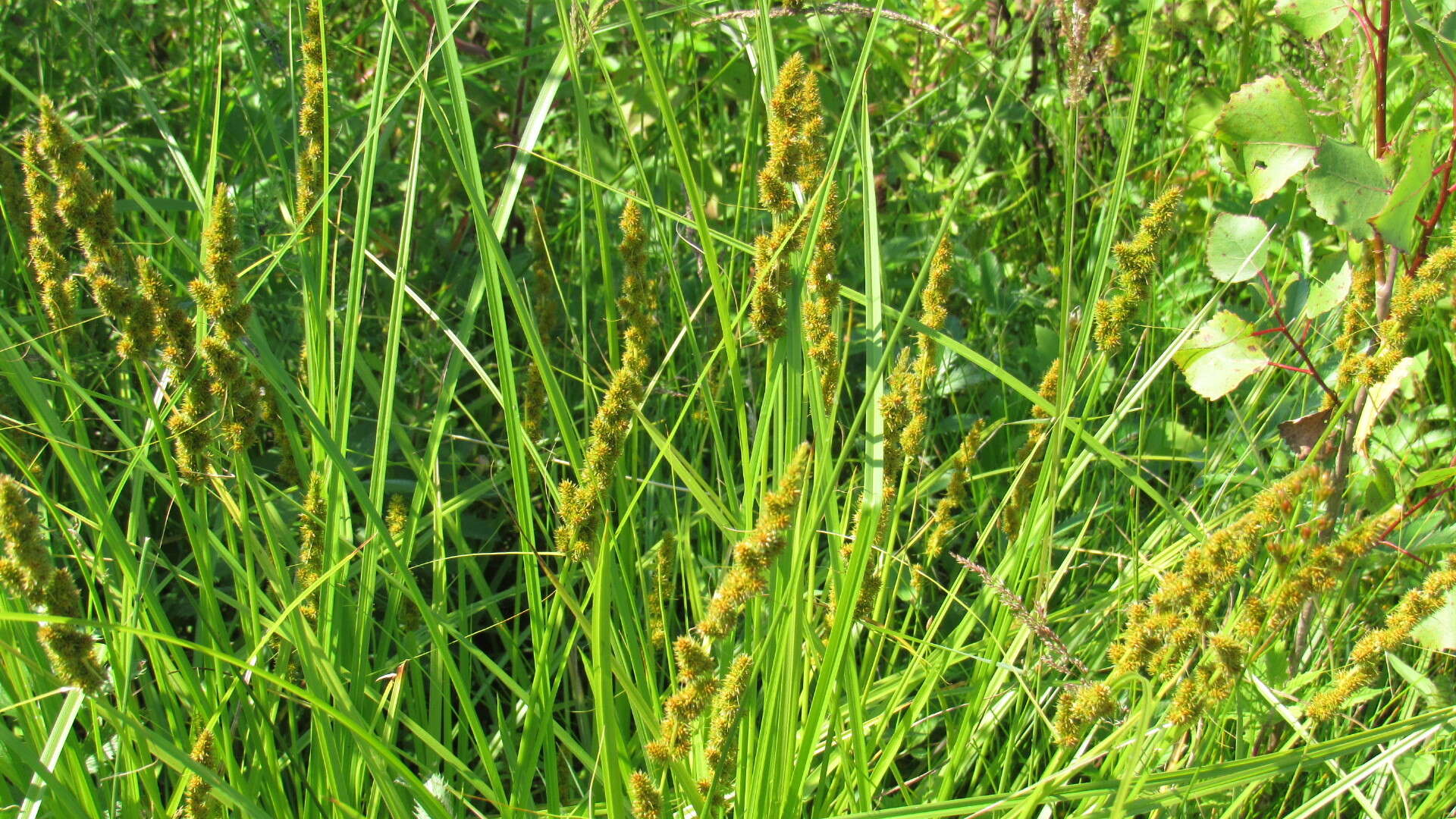 Image of Brown fox sedge