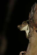 Image of Vermiculated Tree Frog