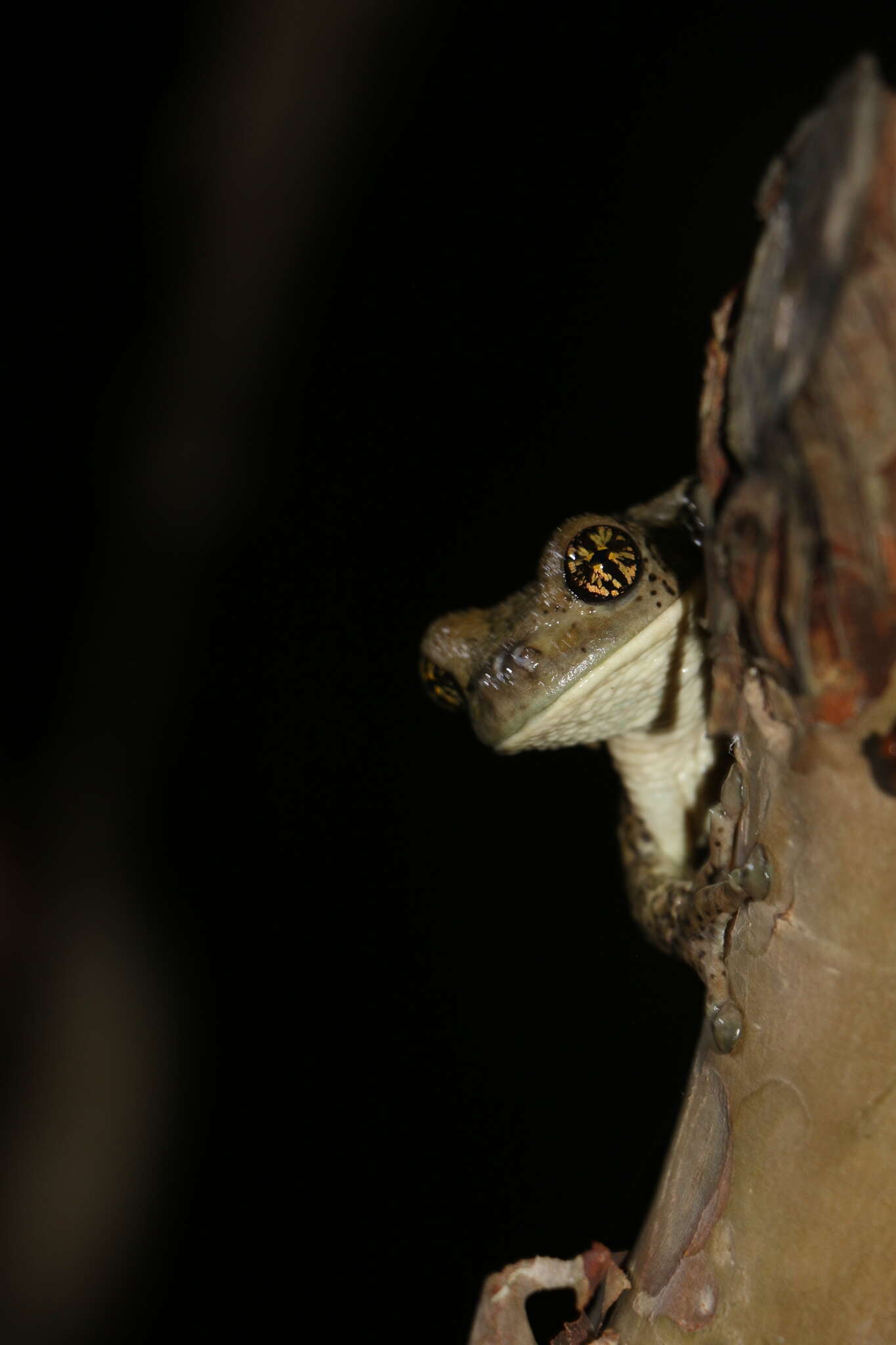 Image of Vermiculated Tree Frog