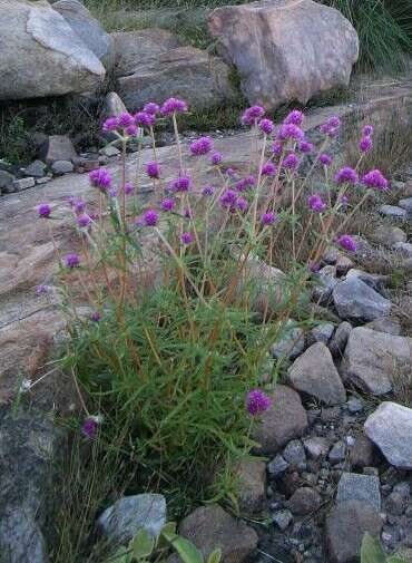 Image of Gomphrena canescens R. Br.