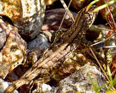 Image of Liolaemus chacabucoense Nuñez & Scolaro 2009