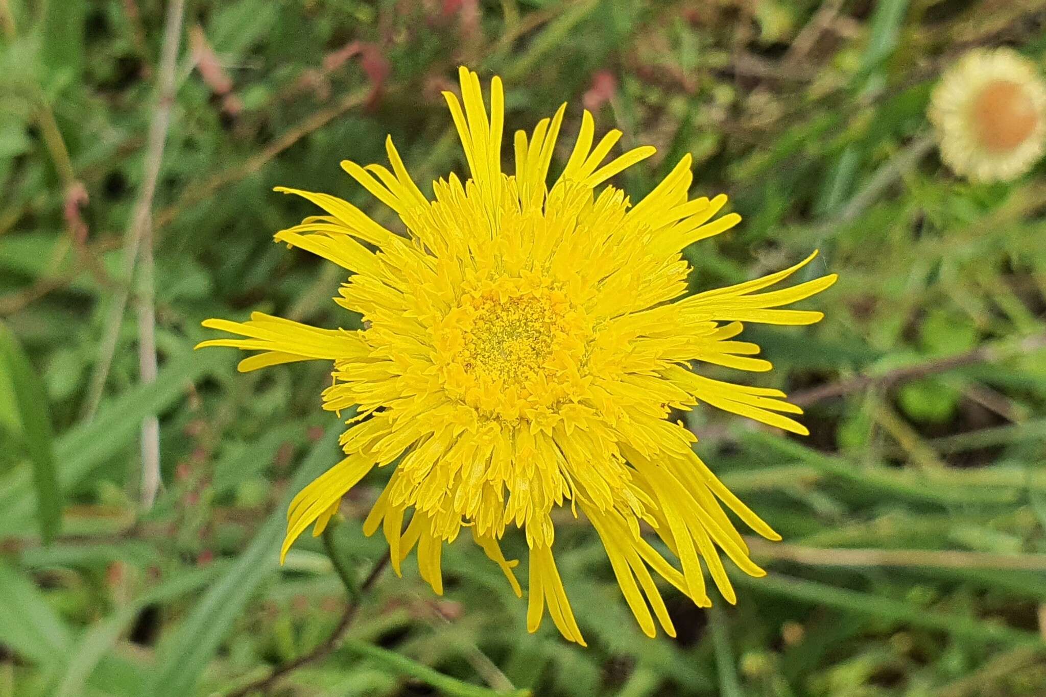 Слика од Podolepis decipiens