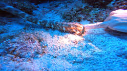 Image of tiger tail sea cocumber