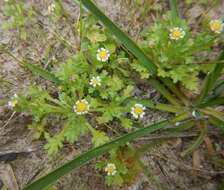 Слика од Brachyscome goniocarpa Sond. & F. Müll.