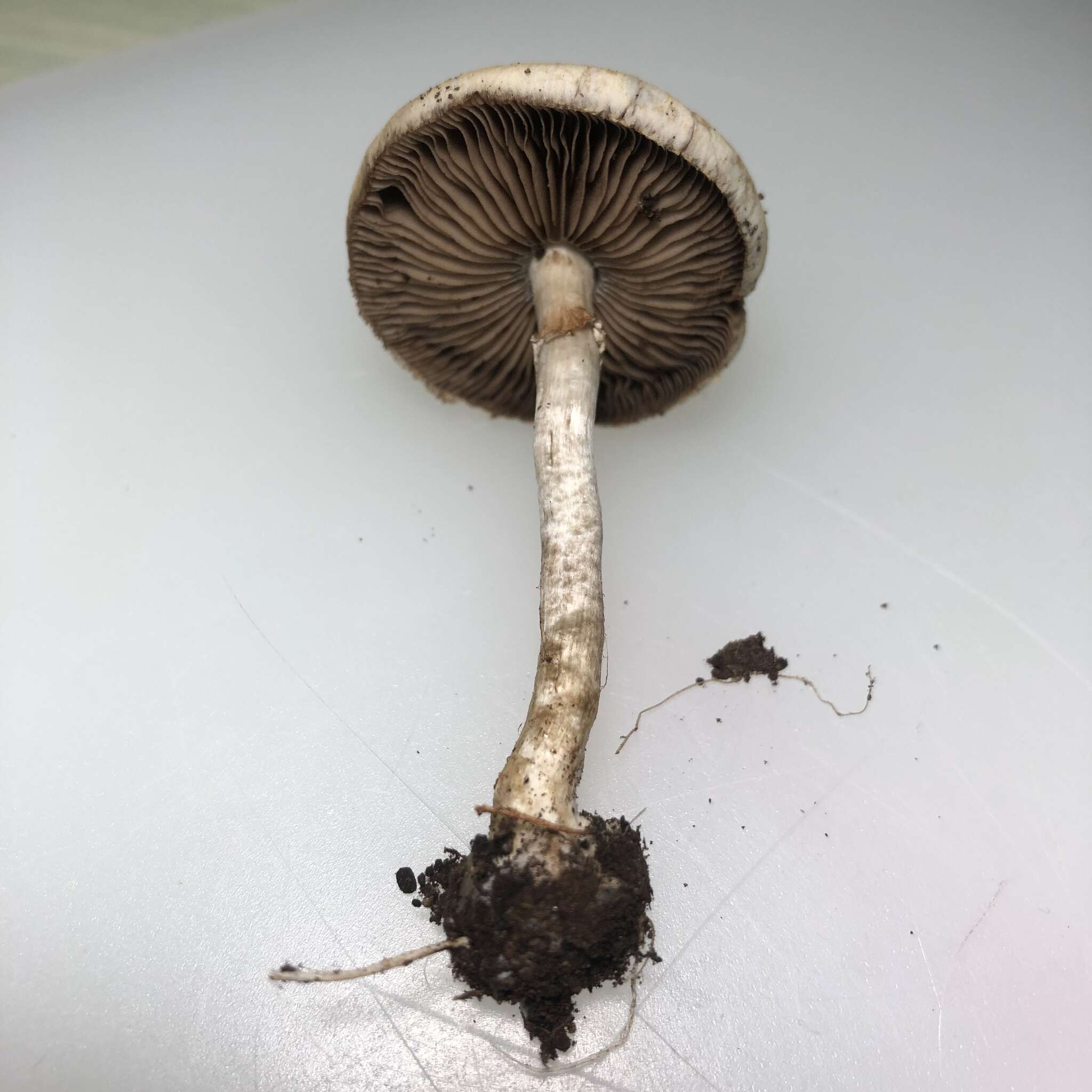 Image of Agrocybe molesta (Lasch) Singer 1978