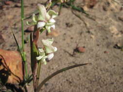 Disperis circumflexa (L.) T. Durand & Schinz resmi