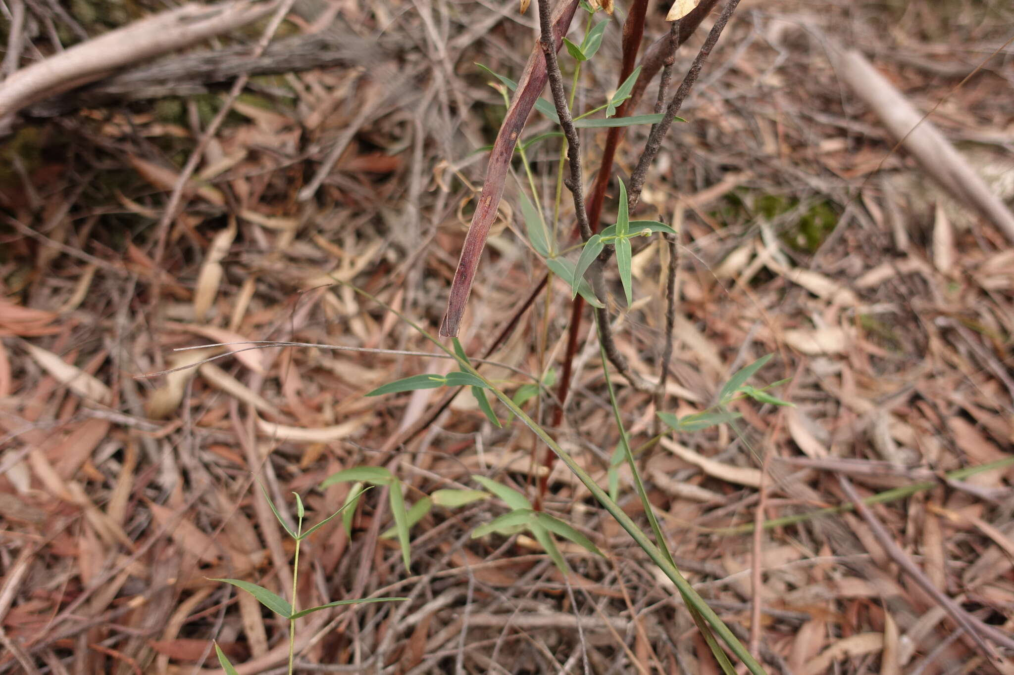 Image of Eucalyptus willisii P. Y. Ladiges, C. J. Humphries & M. I. H. Brooker