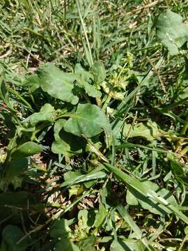 Image de Rumex hypogaeus T. M. Schust. & Reveal