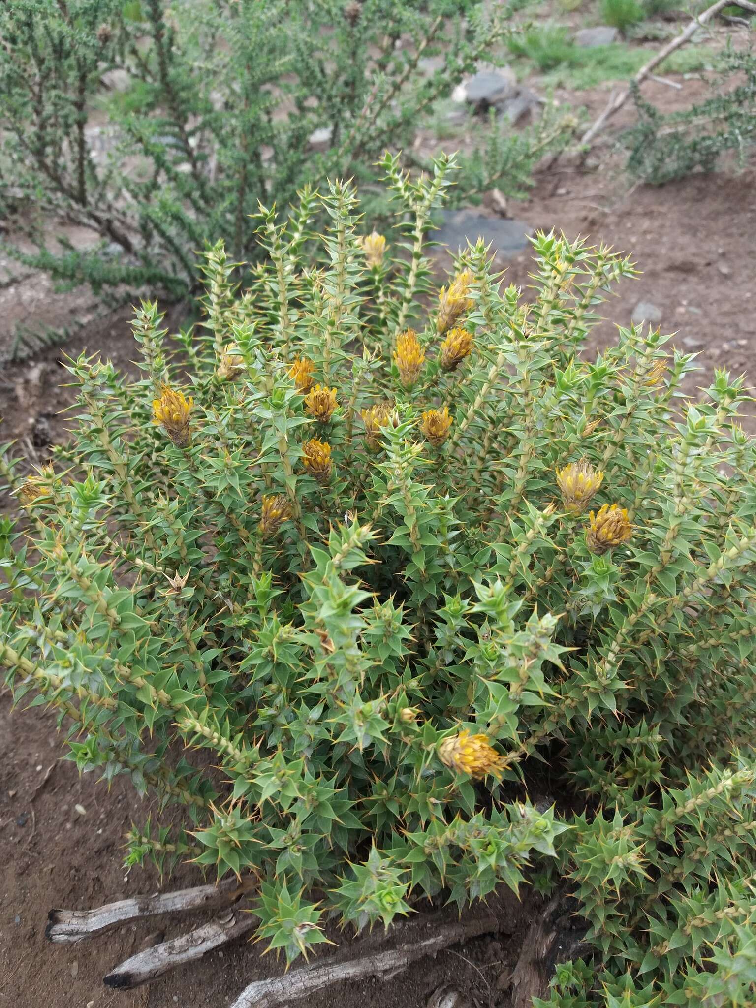 Image of Chuquiraga ruscifolia D. Don