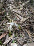 Image of Graceful spider orchid