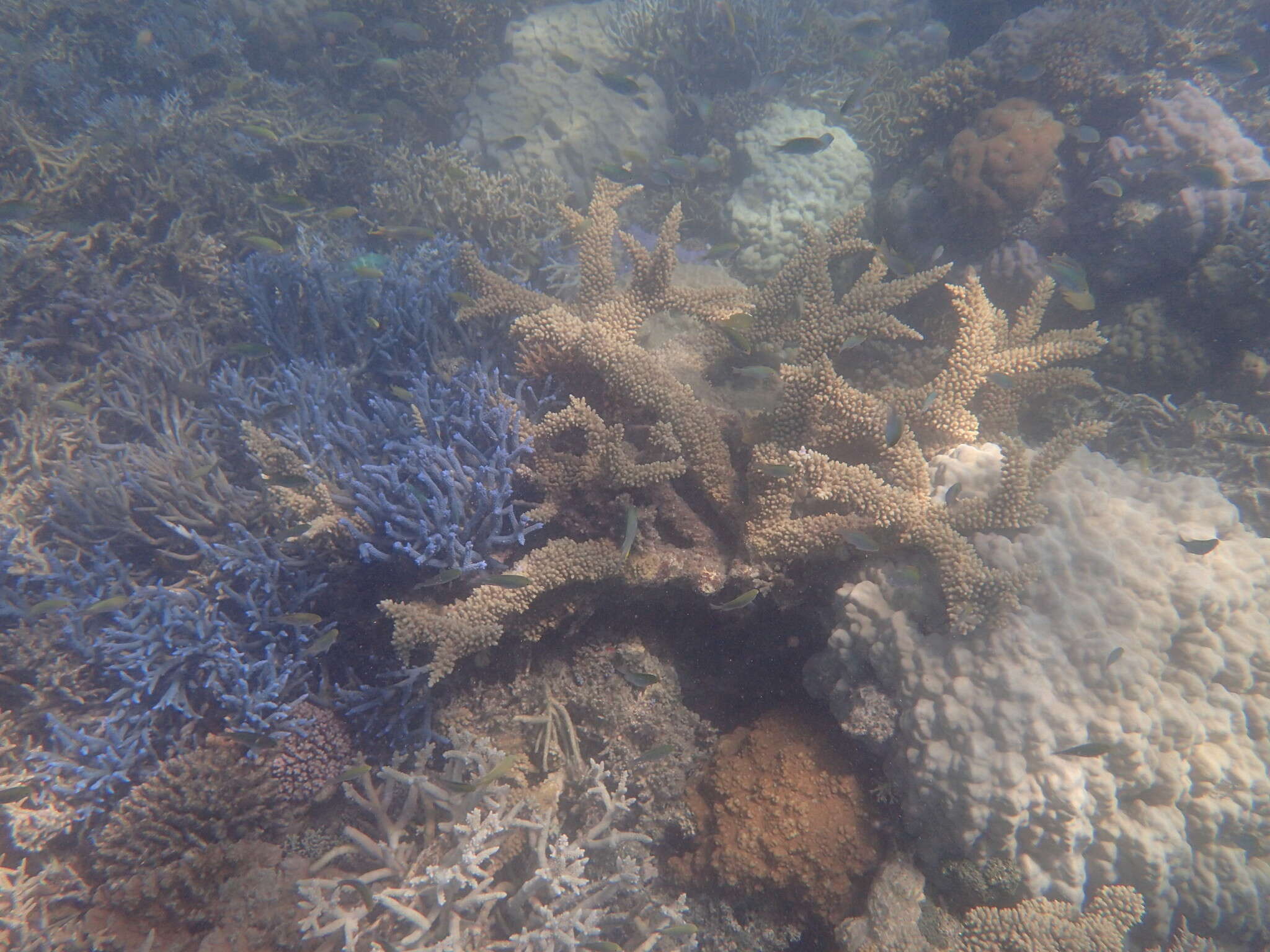 Image of Branch Coral