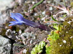 Image of Gentiana brachyphylla subsp. favratii (Rittener) Tutin