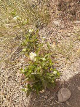 Image of Sonoran globe amaranth