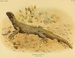 Uromastyx aegyptia (Forskal 1775)的圖片