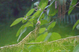 Mitrephanes phaeocercus aurantiiventris (Lawrence 1865) resmi