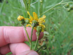 Image of <i>Senecio <i>littoreus</i></i> var. littoreus