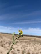 Image of roundleaf snakeweed