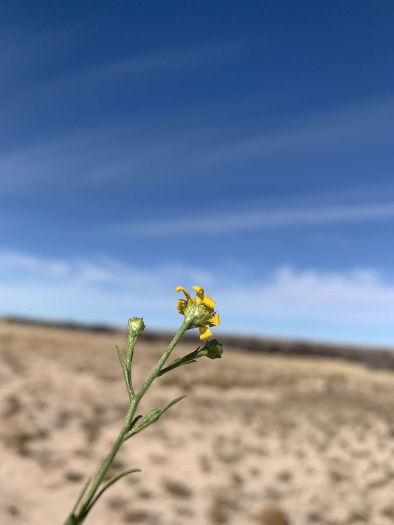 Image of roundleaf snakeweed