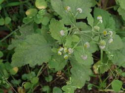 Image of Dichrocephala integrifolia (L. fil.) O. Kuntze