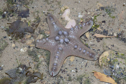 Image of chocolate chip sea star