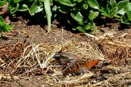 Image of Kenya Rufous-Sparrow