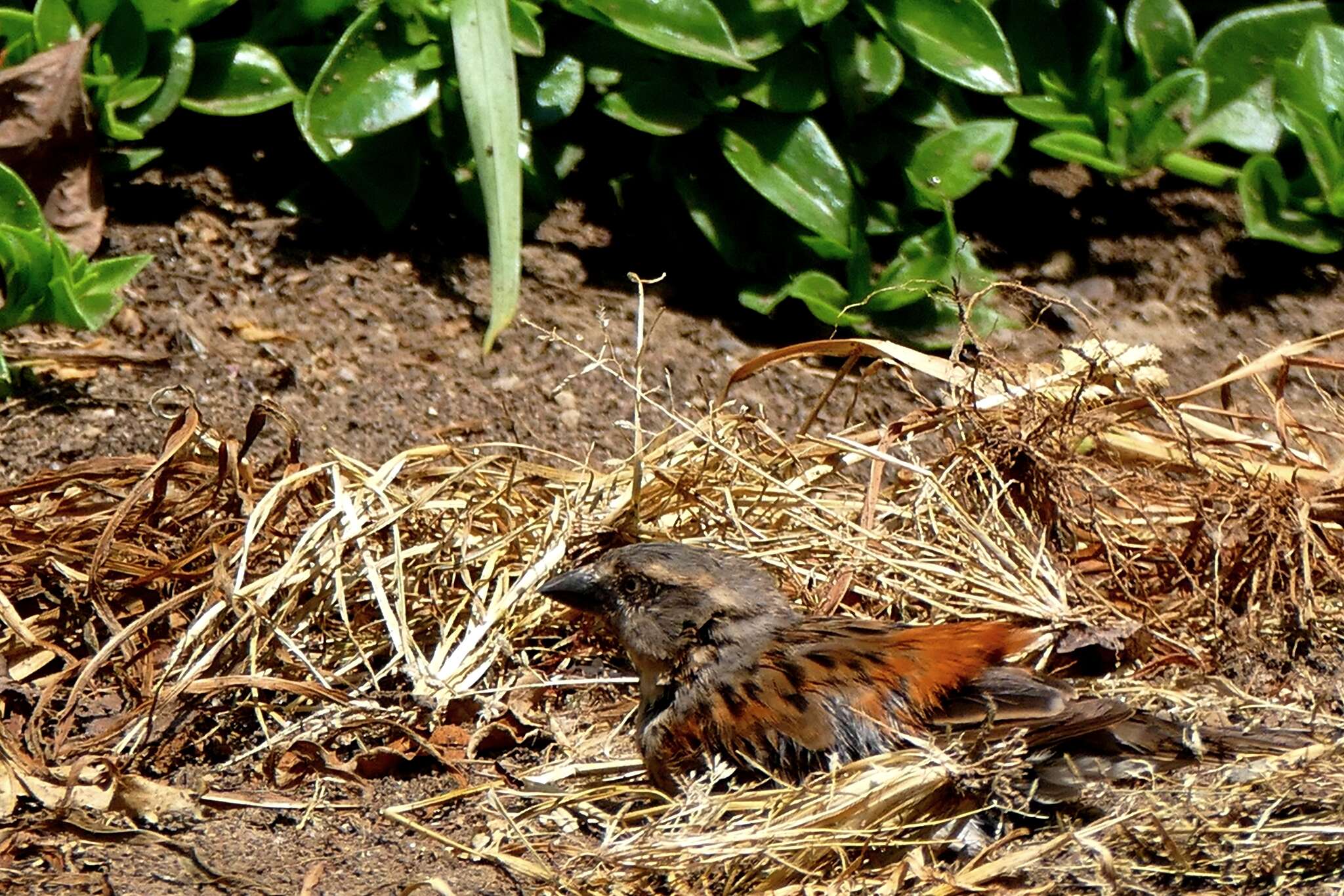 Image of Kenya Rufous-Sparrow