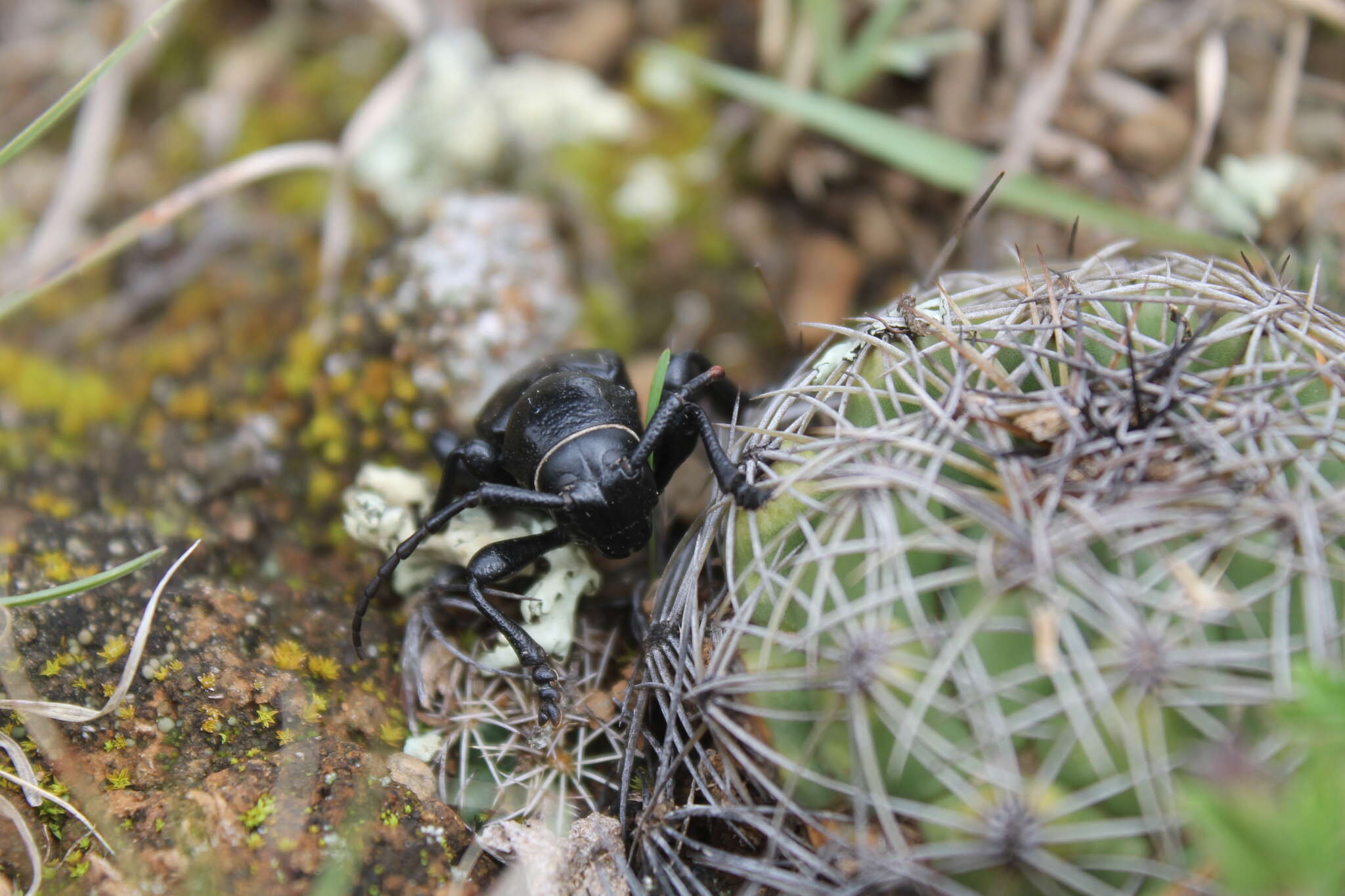 Image of Moneilema albopictum White 1856