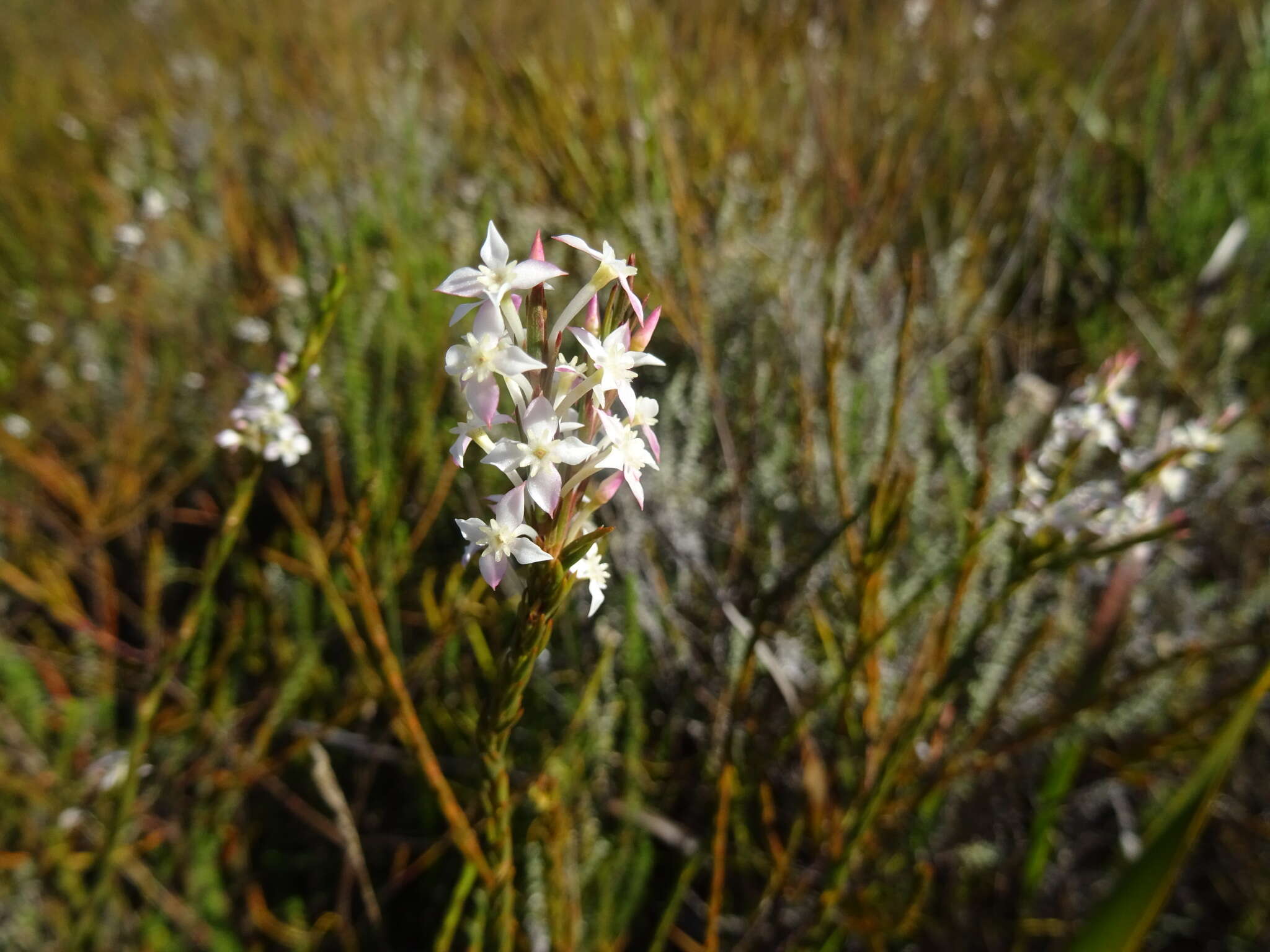 Image of Struthiola dodecandra (L.) Druce