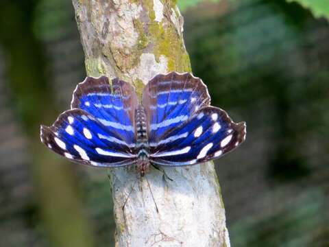 Image of Myscelia cyaniris Doubleday (1848)