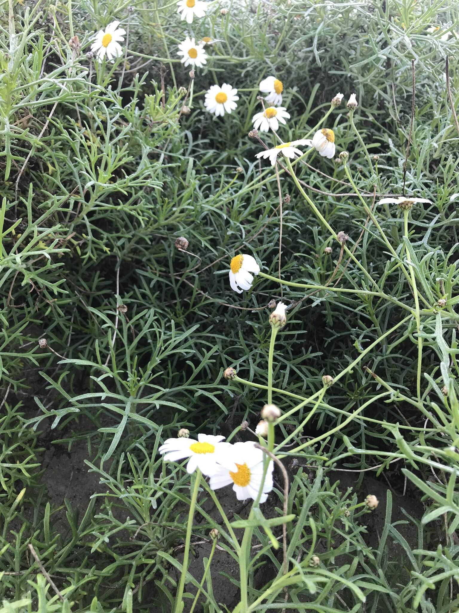 Image of Canary island marguerite