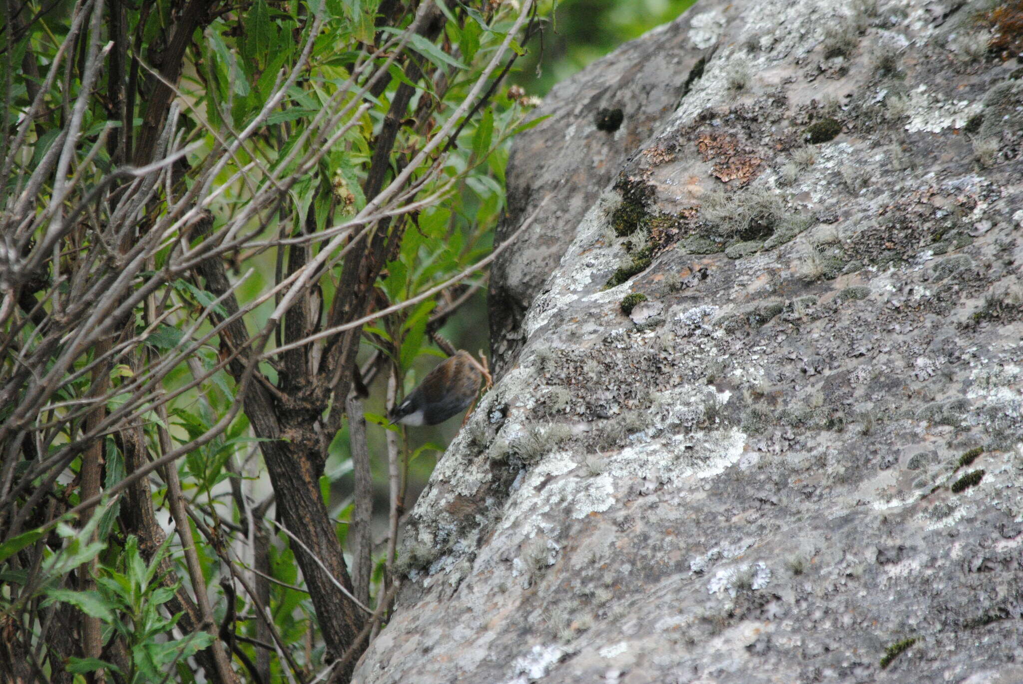 Image of White-browed Tapaculo