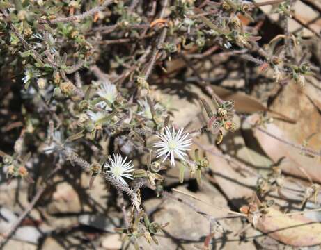 Image of Drosanthemum calycinum (Haw.) Schwant.