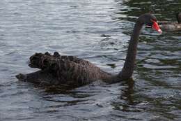 Image of Black Swan