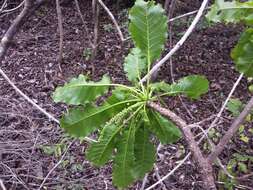 Image of Terminalia crenata Tul.