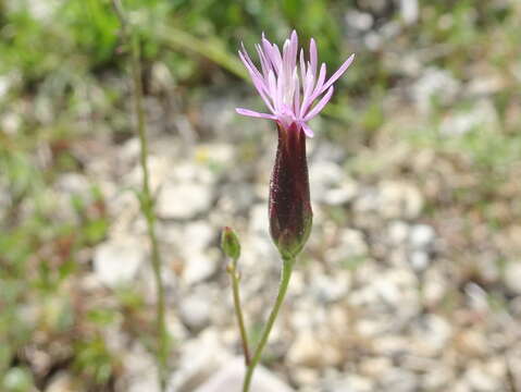 Image of common crupina