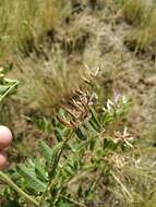 Image of cultivated licorice