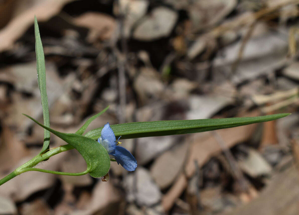 Commelina lanceolata R. Br.的圖片