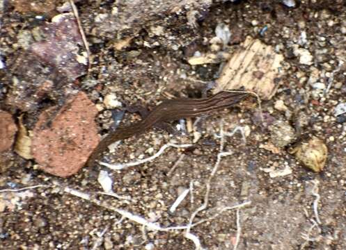 Sphaerodactylus notatus (Baird 1859)的圖片