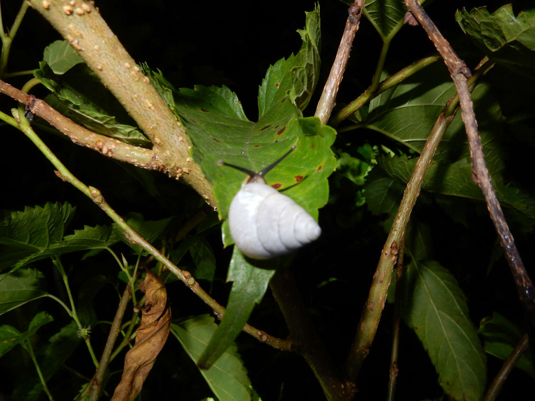 Image of Satsuma albida (H. Adams 1870)