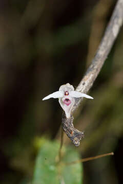 Image of Pleurothallis eumecocaulon Schltr.