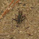 Plancia ëd Cicindela (Calochroa) interruptofasciata Schmidt-Goebel 1846