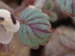 Image of longstalk phacelia