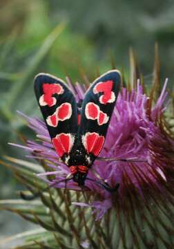 Image of Zygaena sogdiana Erschoff 1874