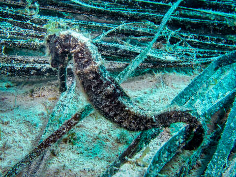 Image of Long-snout Seahorse