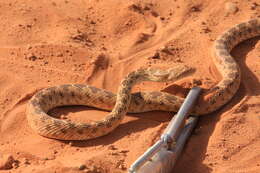 Image of Spalerosophis diadema cliffordii (Schlegel 1837)